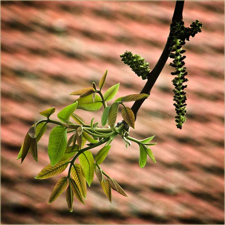 Oraj pušća mace ...