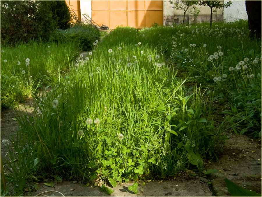 Pre, za vreme i posla košenja ...