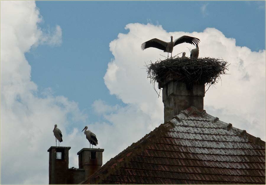 Ročići vedžbadu da letidu !!!