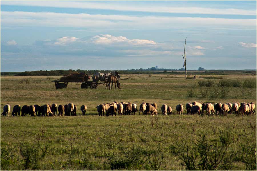 sKolima i sKonjima ...
