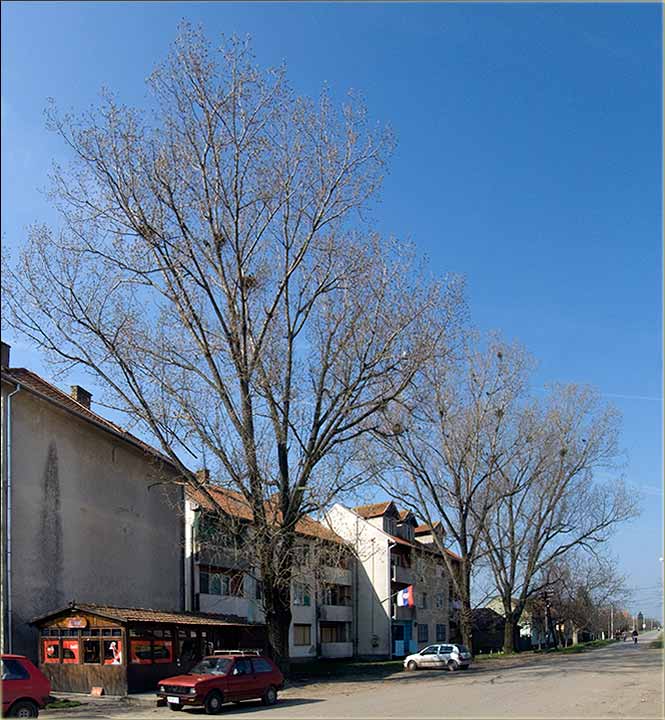 Seča drveća - center sela ...