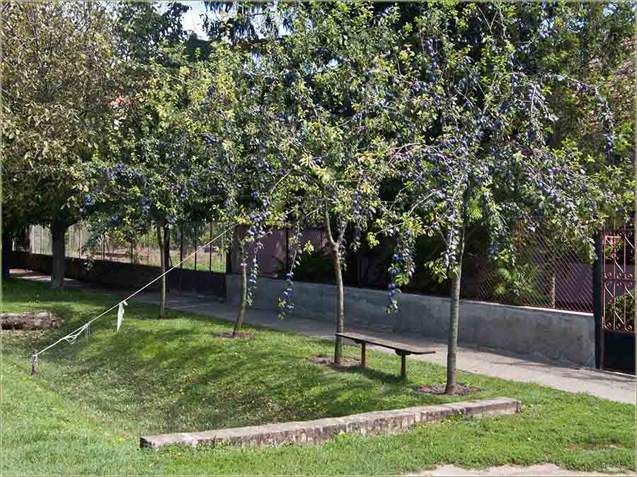 Rodile su šljive !!!