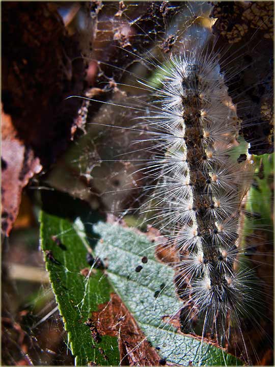 Nije više dudovac, neg svaštovac !