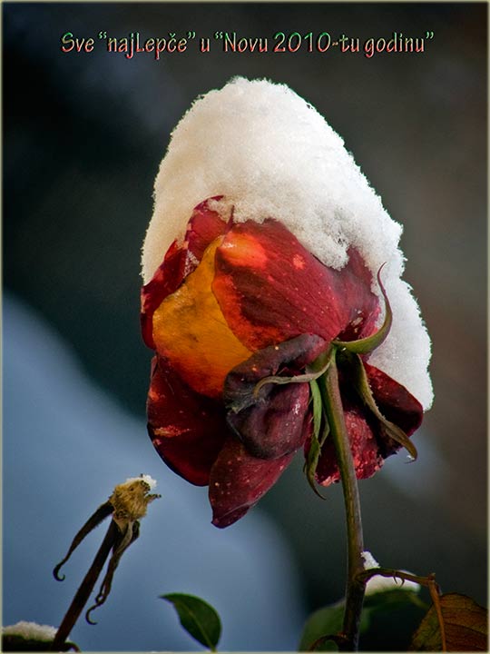 Sve najLepče u Novu 2010-tu ...