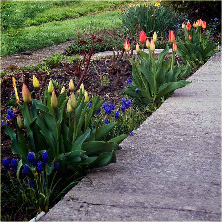 Lale - tek što nisu procvetale !!!