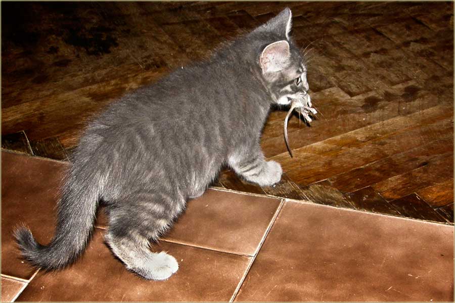 NM Tom Cat je uvatijo Jerry-a !!!