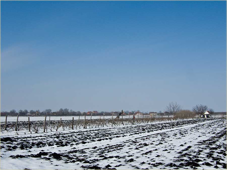 Običaji na Svetog Trivu...