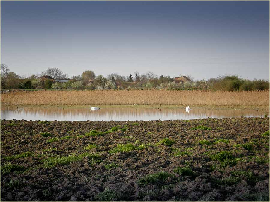 Beodranski labudovi...
