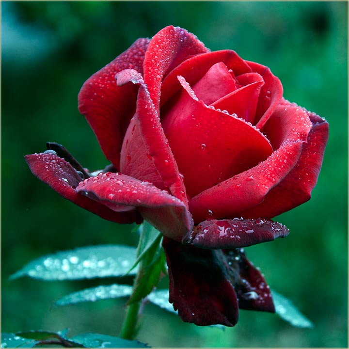 Srećan Osmi mart !!!