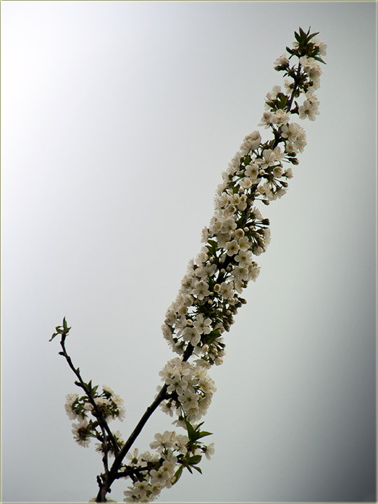 Cvetadu nam voćke...