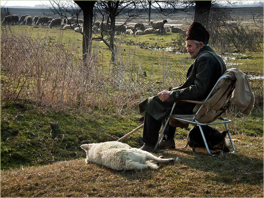 Deda Cincar je istero ovce...