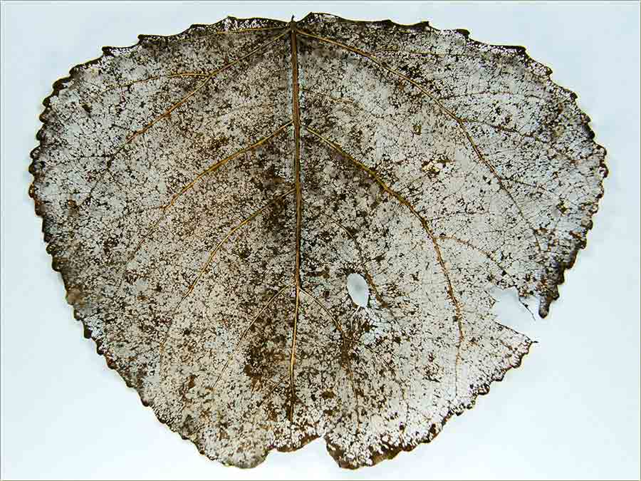 Priko Brantnera, a za Novi Bečej...