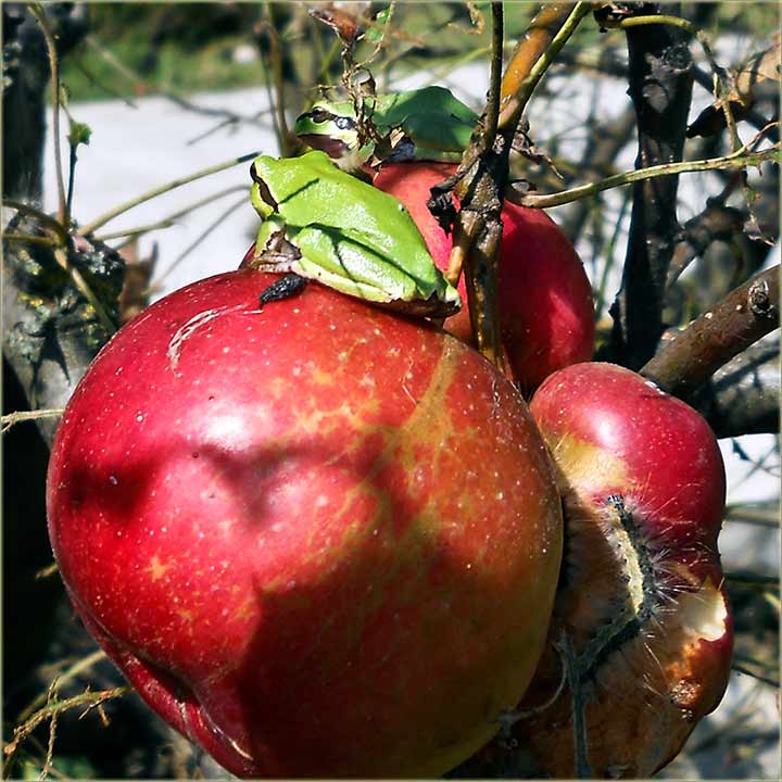 Dva žabca i gusanica...