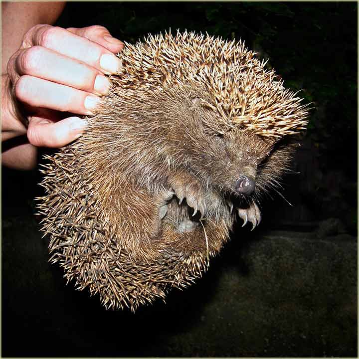 Ježećiji portret...