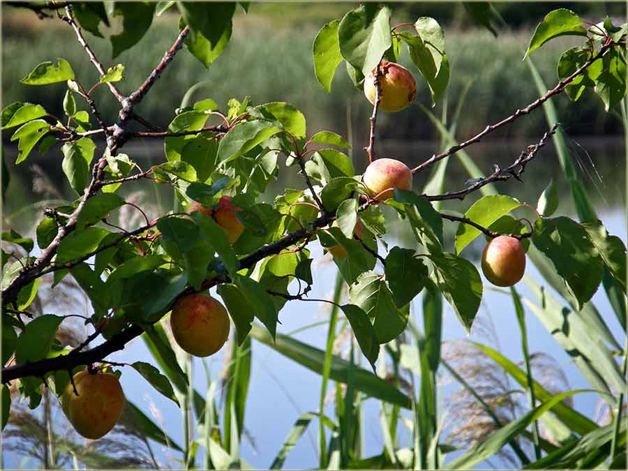 Prispevadu kajsije za branje...