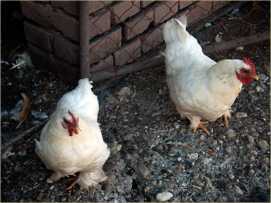 Sirote kokoške...
