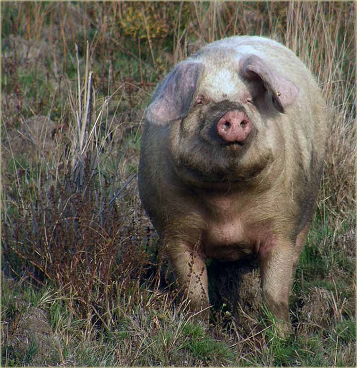 Krmača na lanac ?!?