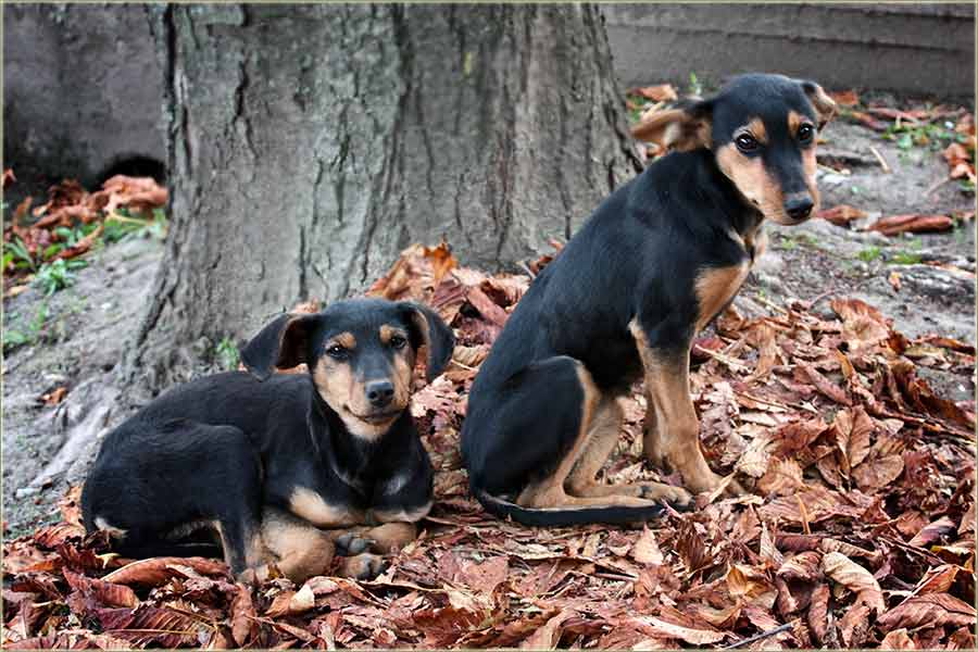Kučići, rase avlijaner...