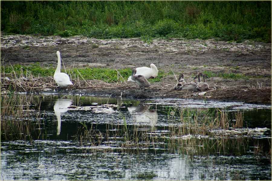 Beodranski, mali labudčići...