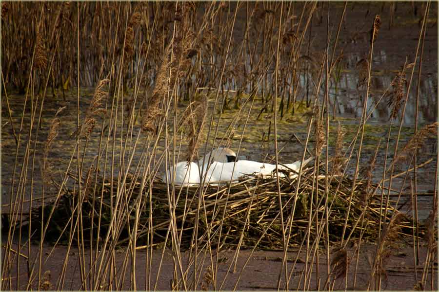 Labudčije gnjizdo ...