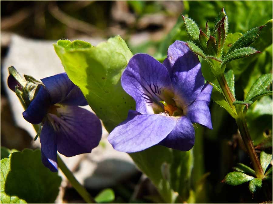 Ljubičice iz Kaštilja...