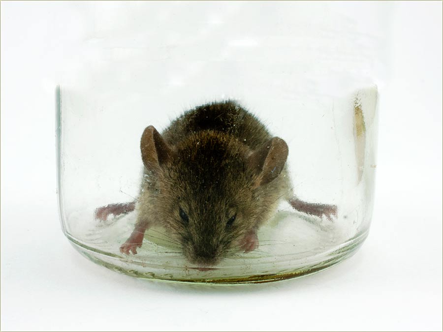 Miš u dumstFalšu...