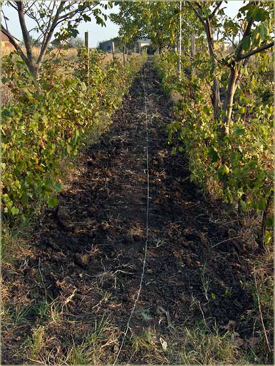 Odbrana vinograda I ...