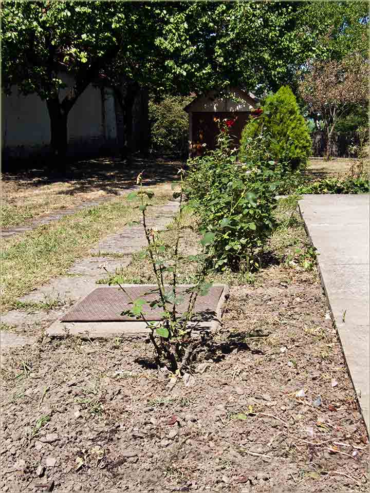 Okopavanje bašćice ...