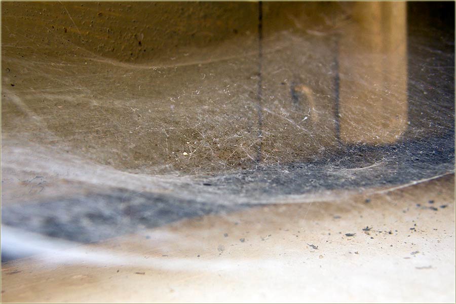 Ove godine je jaka pavučina !!!