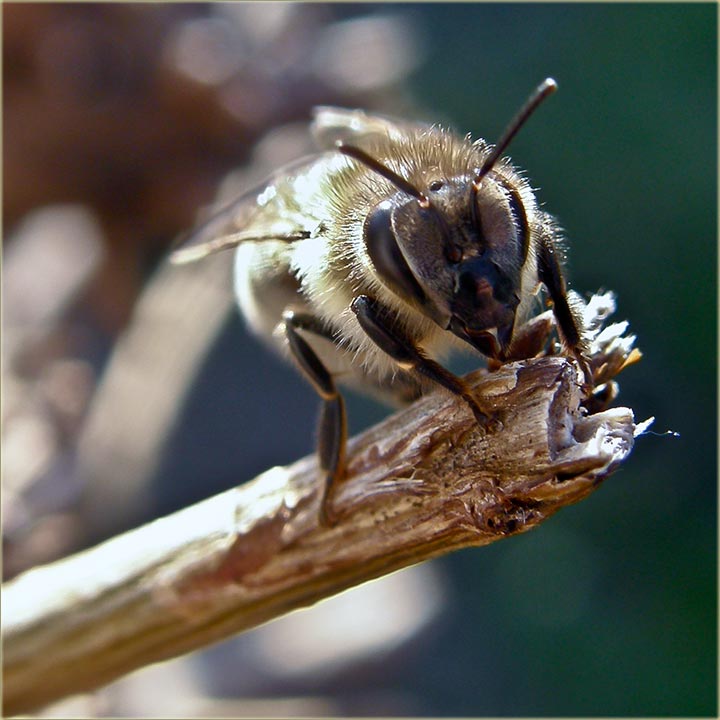 Kolko još ima do proleća II ?