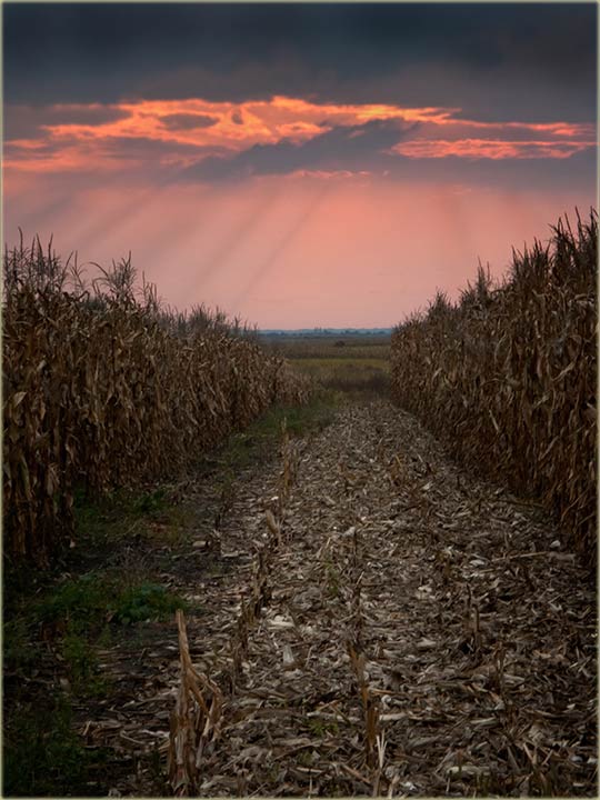 Bili smo naNjivu, da prosečemo kukuruz !
