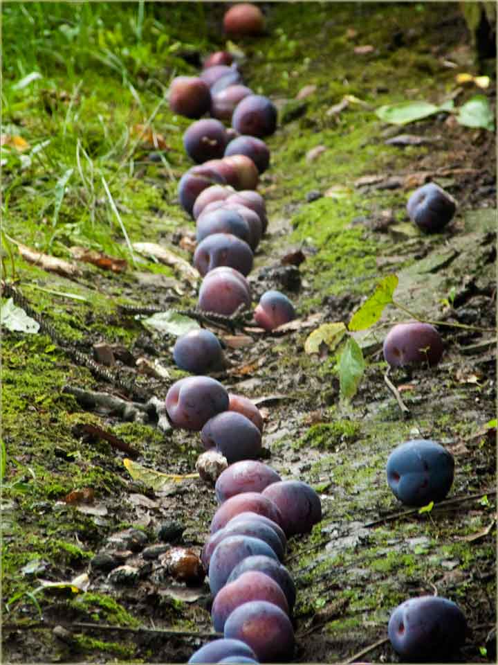 A rakija ot ringlova ?