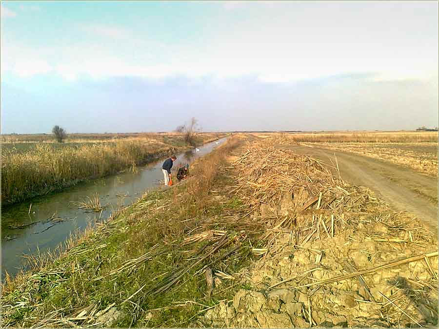 Još edna porodica labudôva...