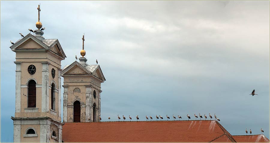 Čudo neviđeno - skup roda !!!