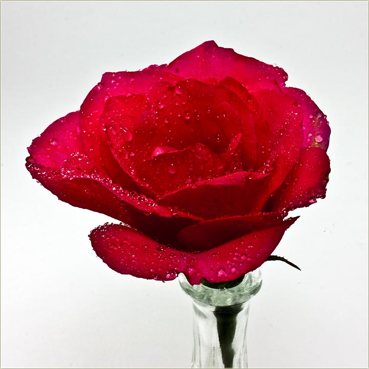 Još o NM ružama...