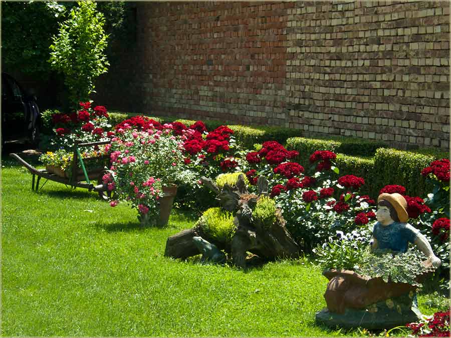 Crvene ruže izBačke...