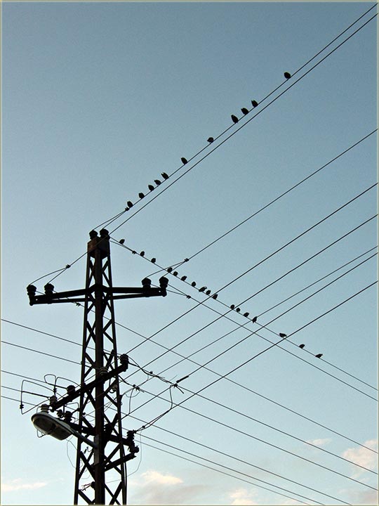 Čvorak je čudna ptica...