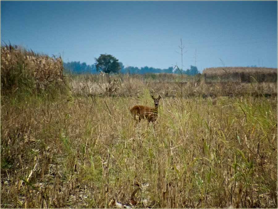 Snalaljiv krivolovac...