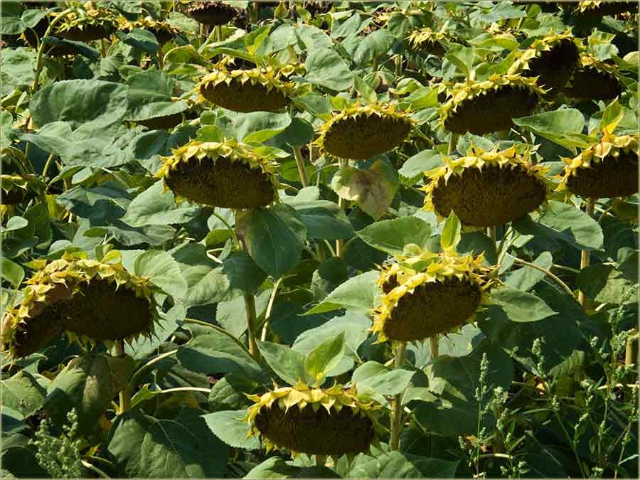 Biće cuncuKreta !!!