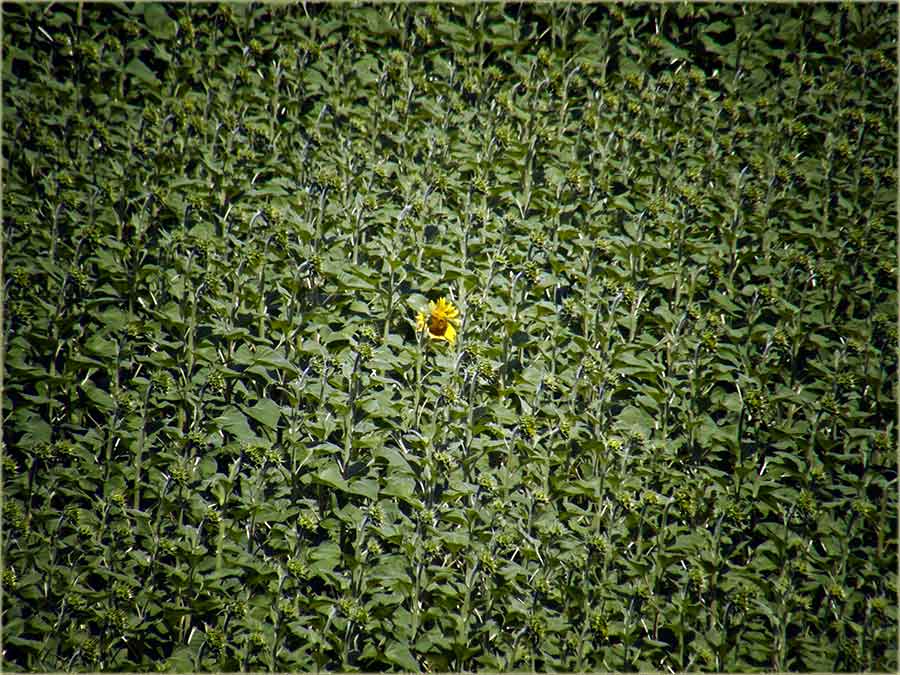 Usamljen cuncukret...