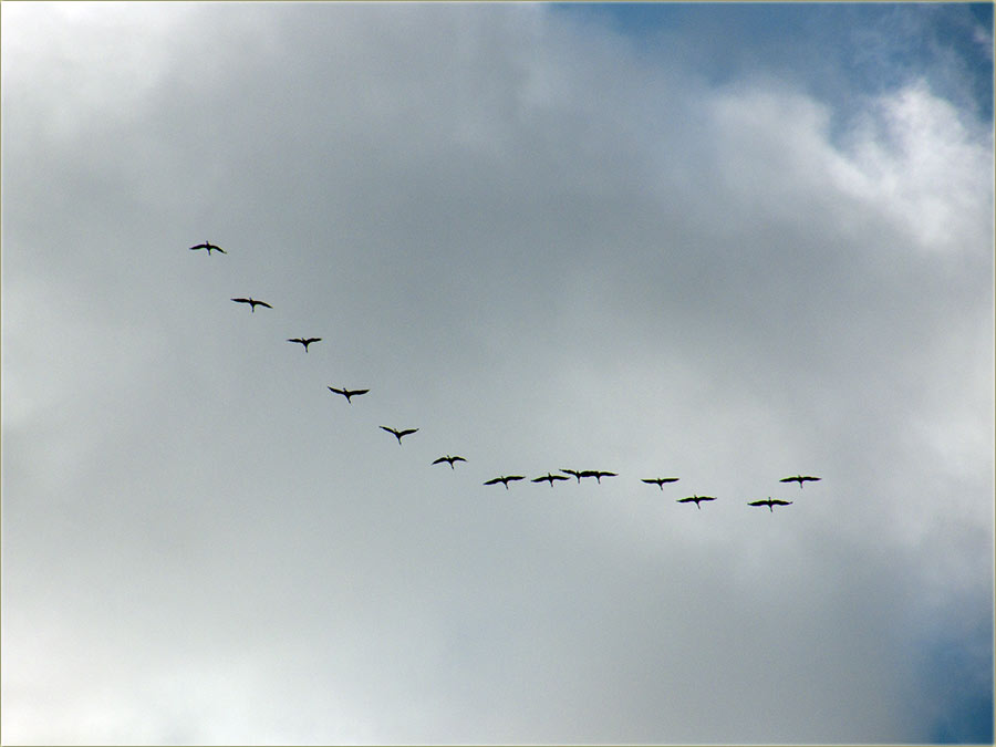 Stigli su nam ždralovi !!!