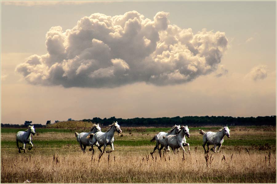 Banatcki galop, a na fejsbuk...