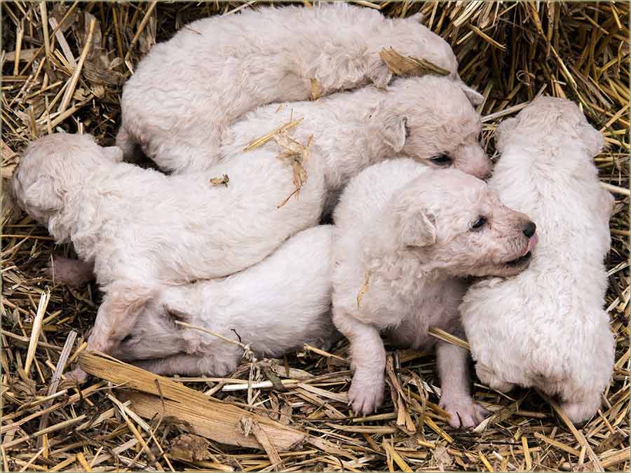 Beli pulini, a sas salaša Tike Mulića...