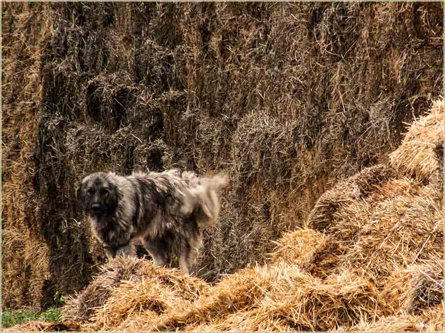 Neki put je opastno ići izaSlame !!!