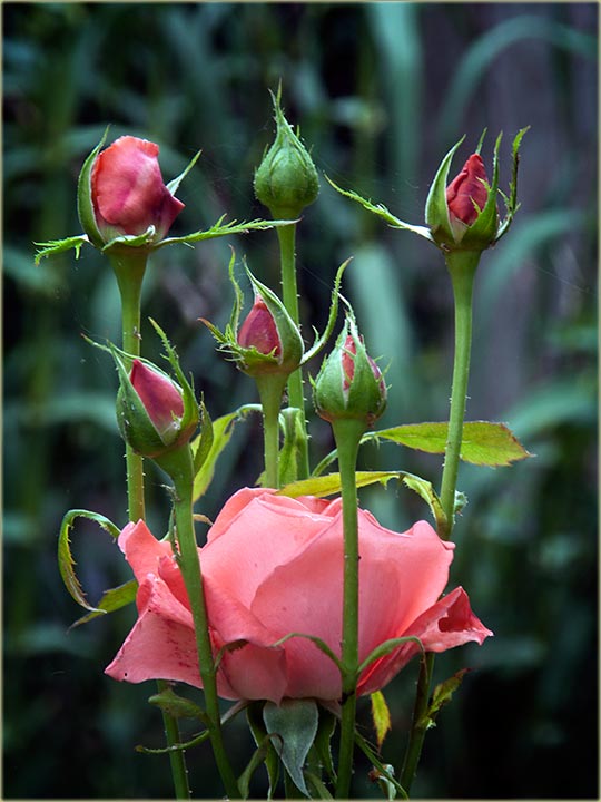 Ruže, kod Bate Kojića...