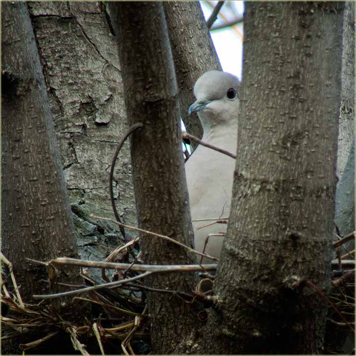 Biće kumrijčića !!!