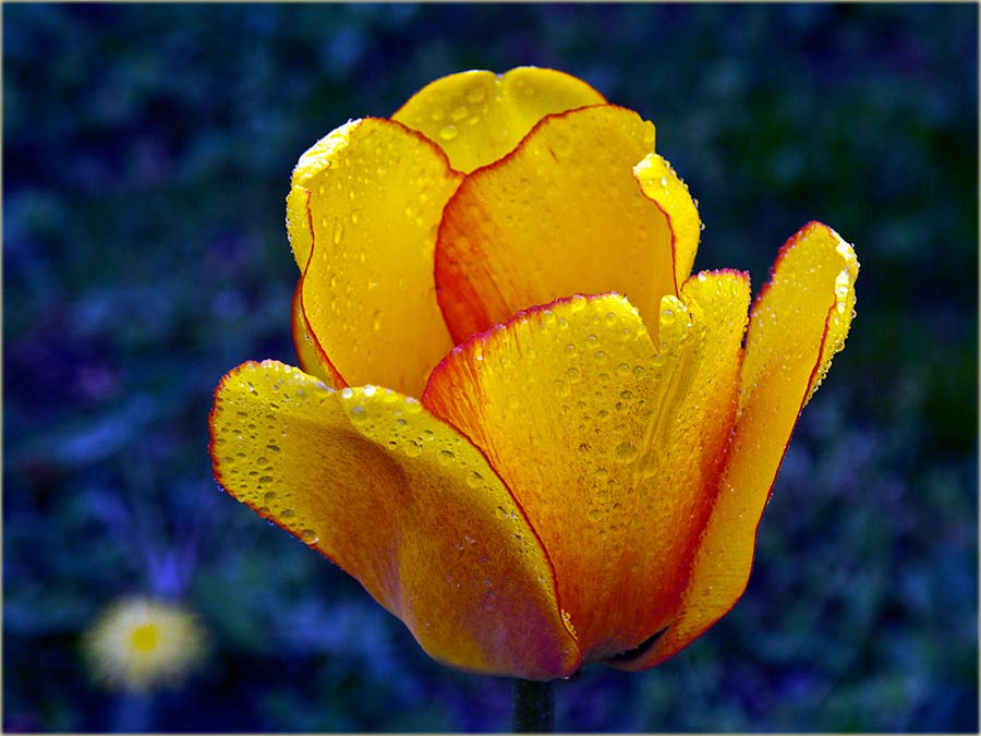 Pa..., da završimo sas izborima...