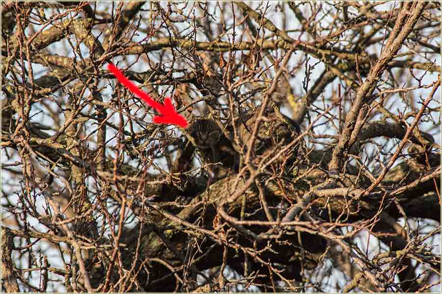 Zakamuflirat mačak, uKrošnju drveta !!!