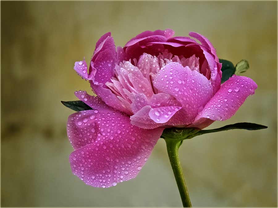 NM cvećke, a na jutarnju rosu...