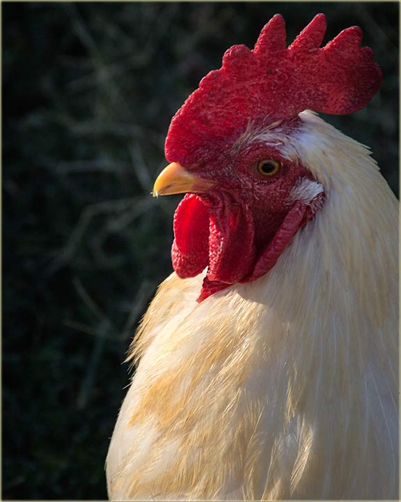 I petlovi internetišedu...